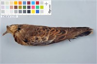 藏品(金背鳩)的圖片